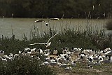 Vögel auf einer Insel Camargue, Frankreich